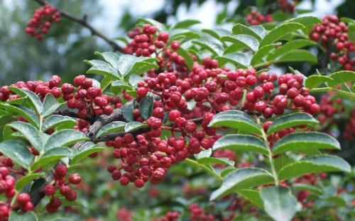 重慶保鮮花椒 花椒油是怎么來的？